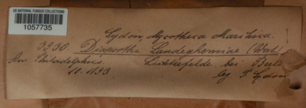 Diaporthe landeghemiae image
